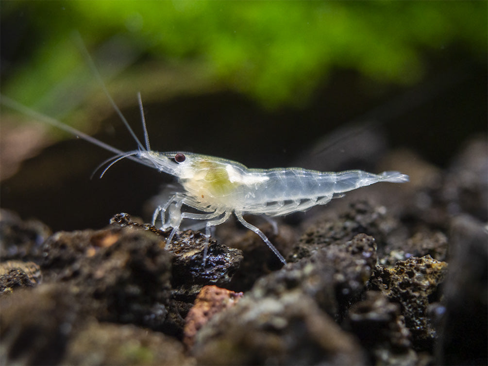 Male Female Snowball