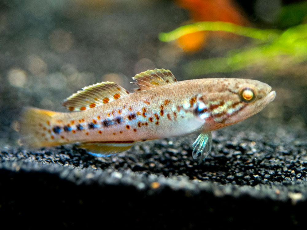 peacock gudgeon care