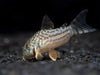 Sterba's Cory Catfish (Corydoras sterbai) - Tank-Bred!