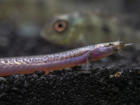 Sumatran Neon Loach (Pangio bitaimac)