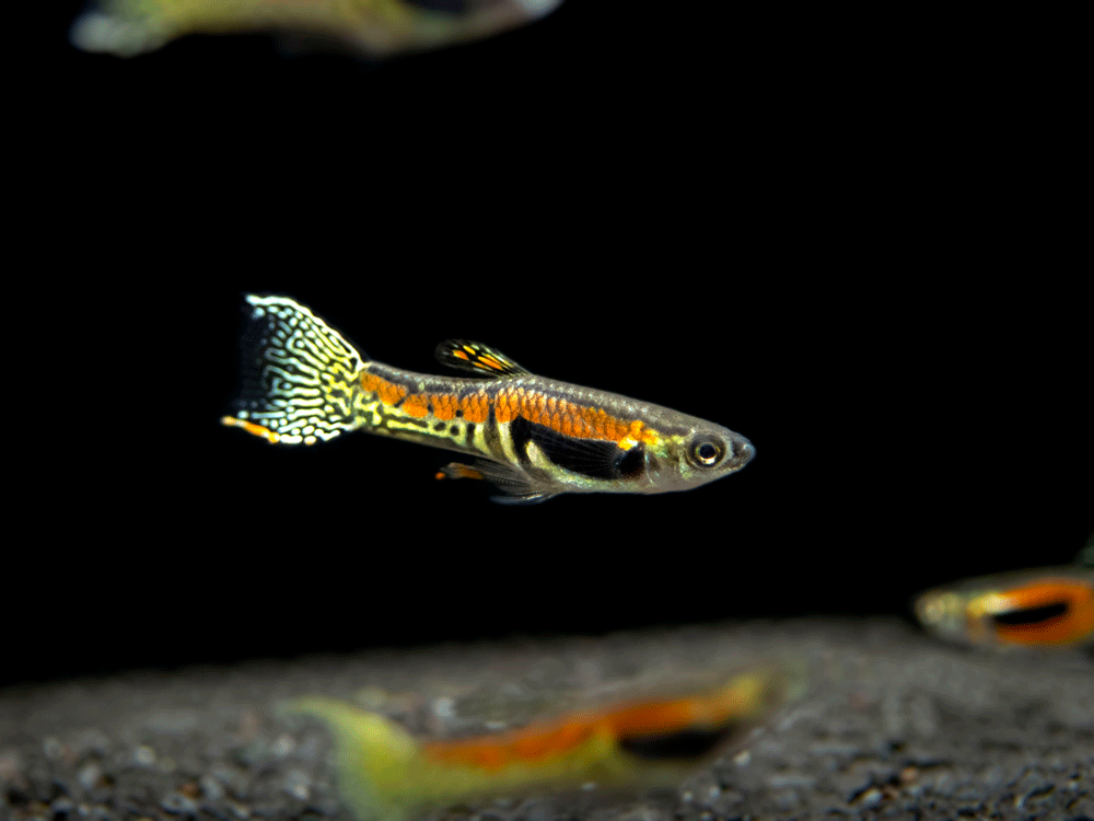 Sunburst Cobra Endler's Livebearer (Poecilia wingei ...