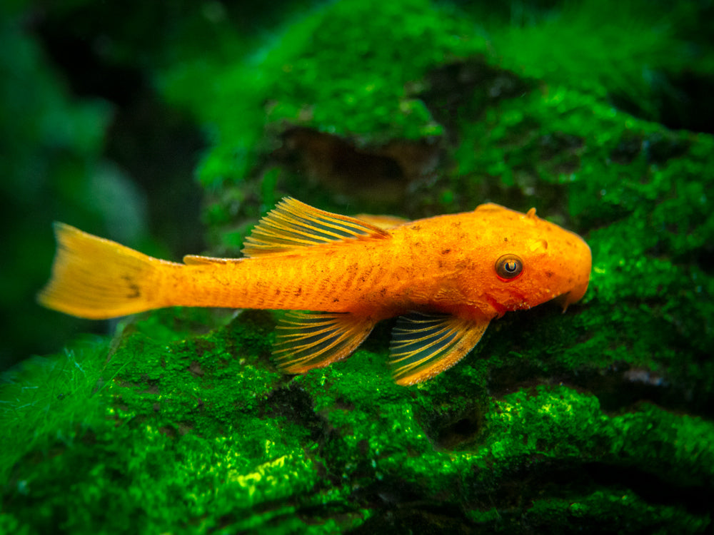 Super Red Bristlenose Pleco (Ancistrus sp. "Super Red"), USA BRED!