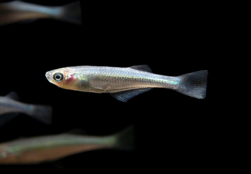 Tanganyika Killifish (Lamprichthys tanganicanus) - Aquatic Arts