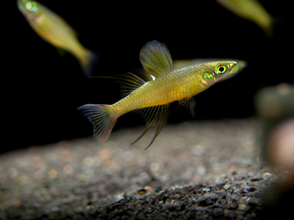 threadfin rainbowfish care