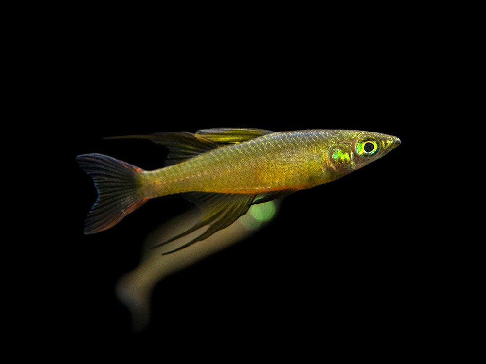 threadfin rainbowfish care