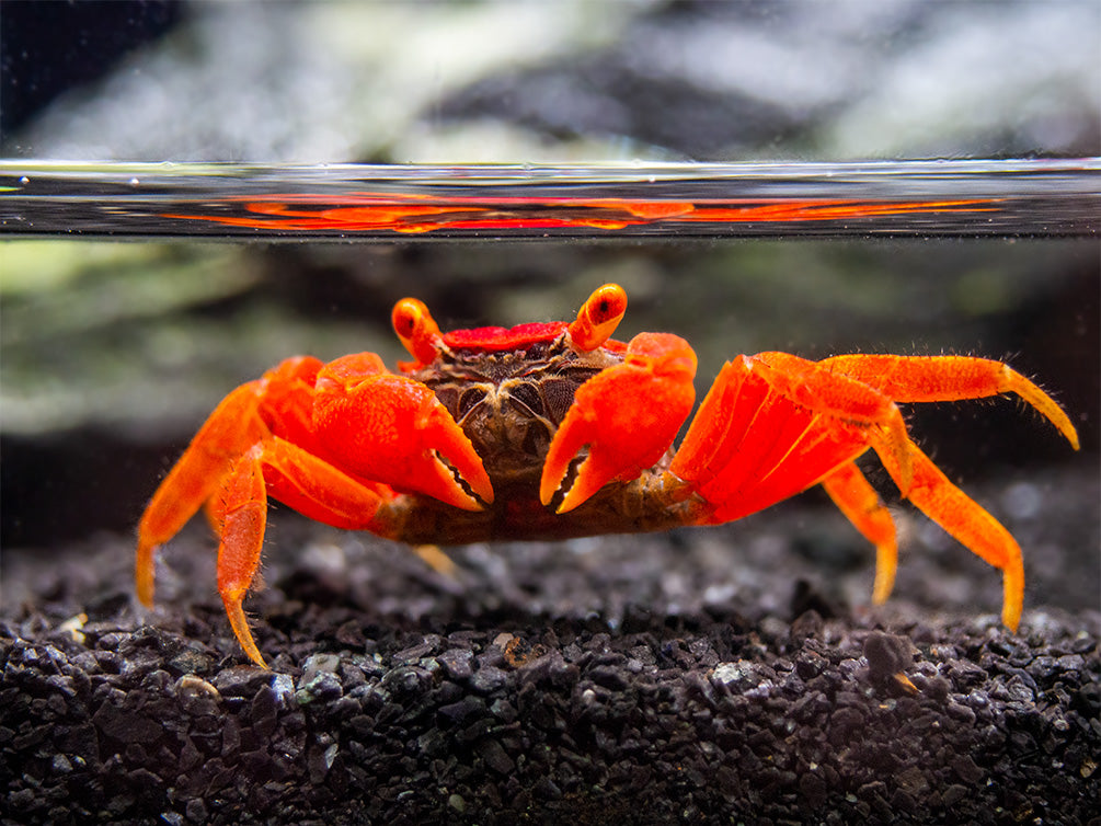 Tomato Vampire Crab (Geosesarma sp.) - Aquatic Arts on sale today for