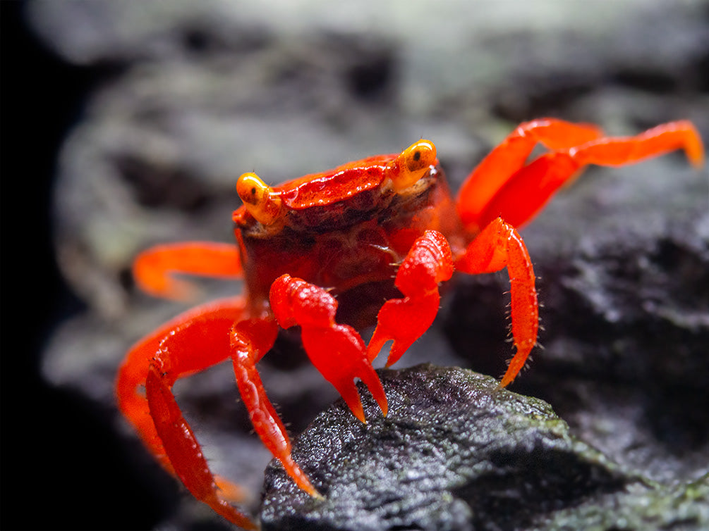 Tomato Vampire Crab (Geosesarma sp.) - Aquatic Arts on sale today for