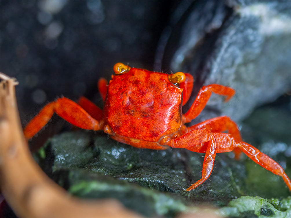 Tomato Vampire Crab (Geosesarma sp.) - Aquatic Arts on sale today for