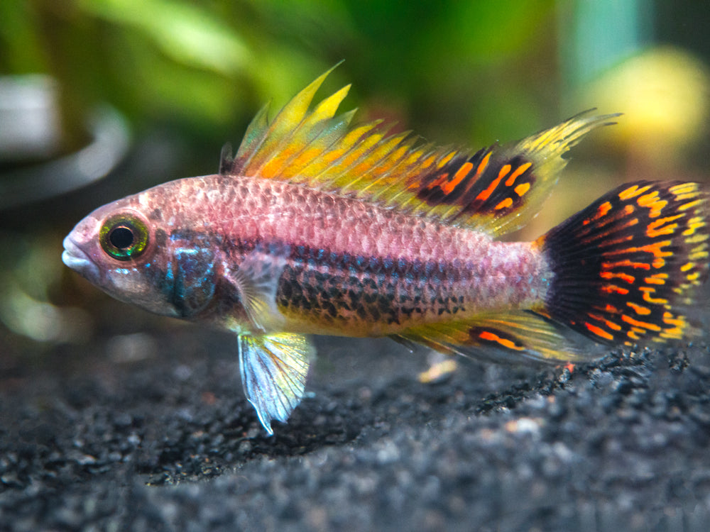 cockatoo apistogramma