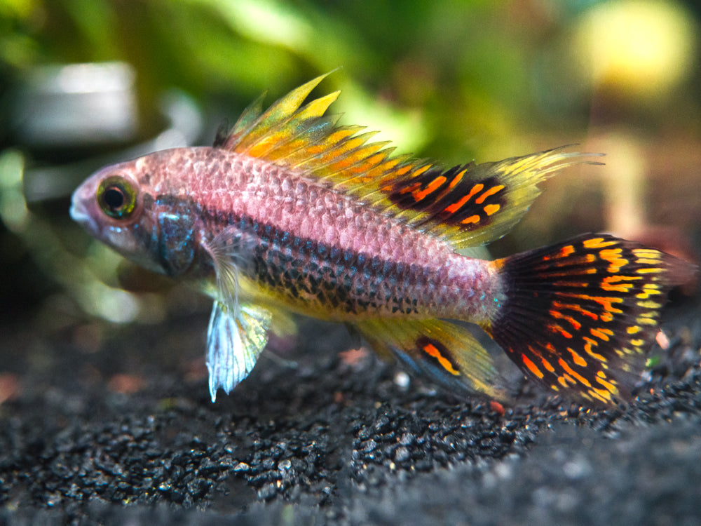 yellow cockatoo cichlid