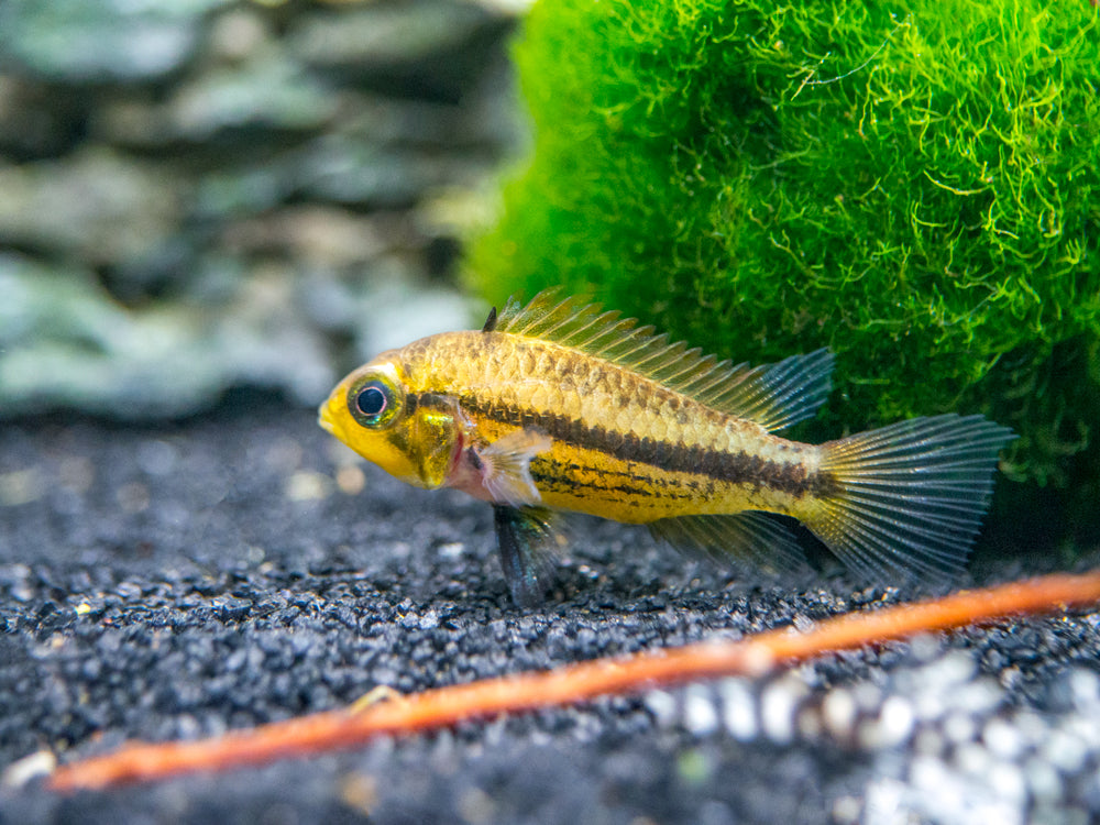 cockatoo apistogramma