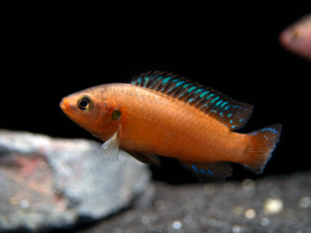 Turkana Jewel Cichlid (Hemichromis exsul), Tank-Bred ...