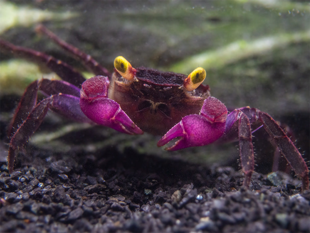 Vampire Crab (Geosesarma dennerle) - Aquatic Arts on sale today for