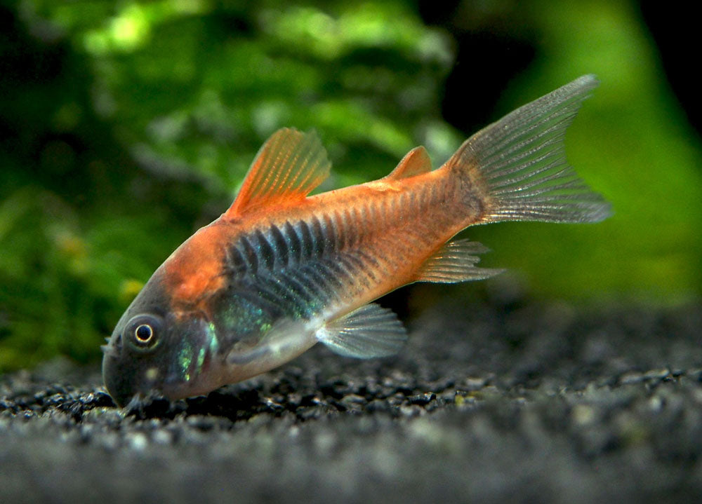 Orange Venezuelan Cory Catfish (C. aeneus "Venezuela") - Aquatic Arts