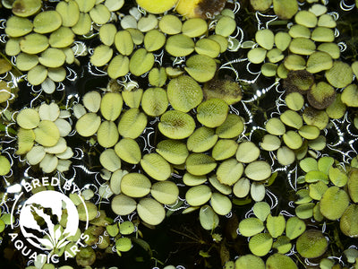 Large Marimo Moss Ball (1.4″) (2 Pack) (US Only)