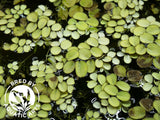 Water Spangles (Salvinia minima), Aquatic Arts Grown!