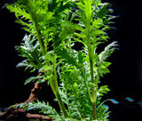 Hygrophila difformis