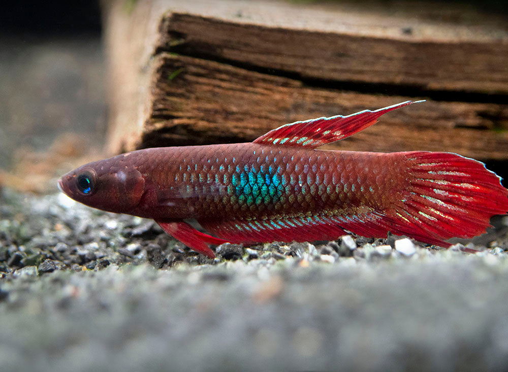 betta coccina for sale