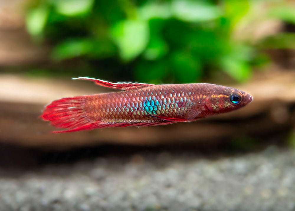 betta coccina for sale