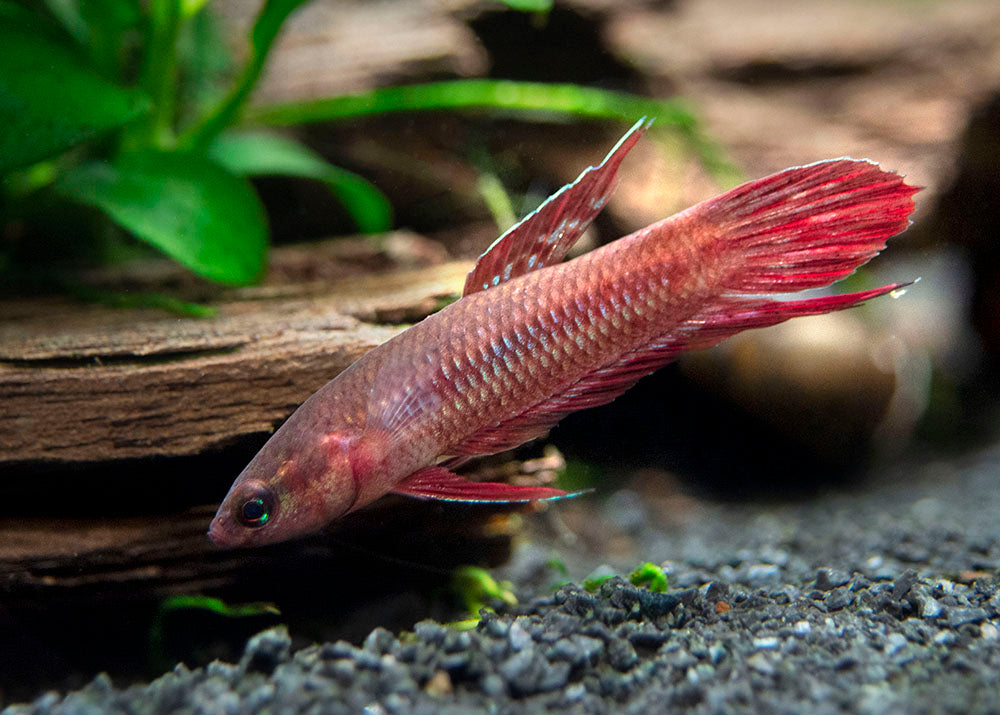 betta coccina for sale