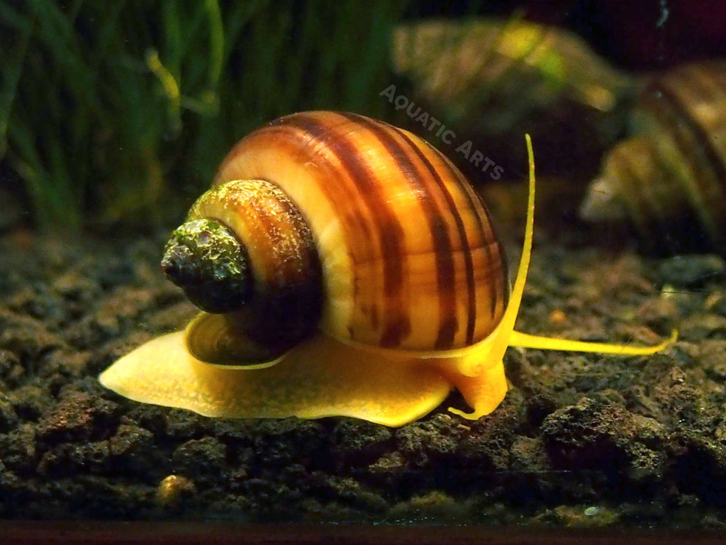 buy aquatic snails