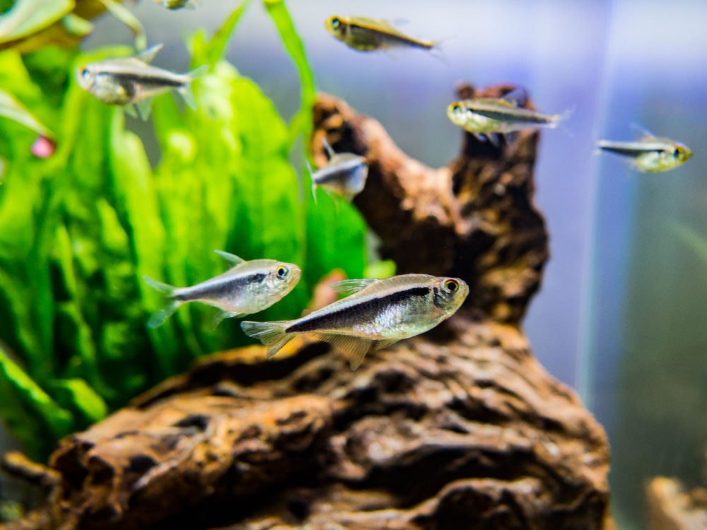 black neon tetra