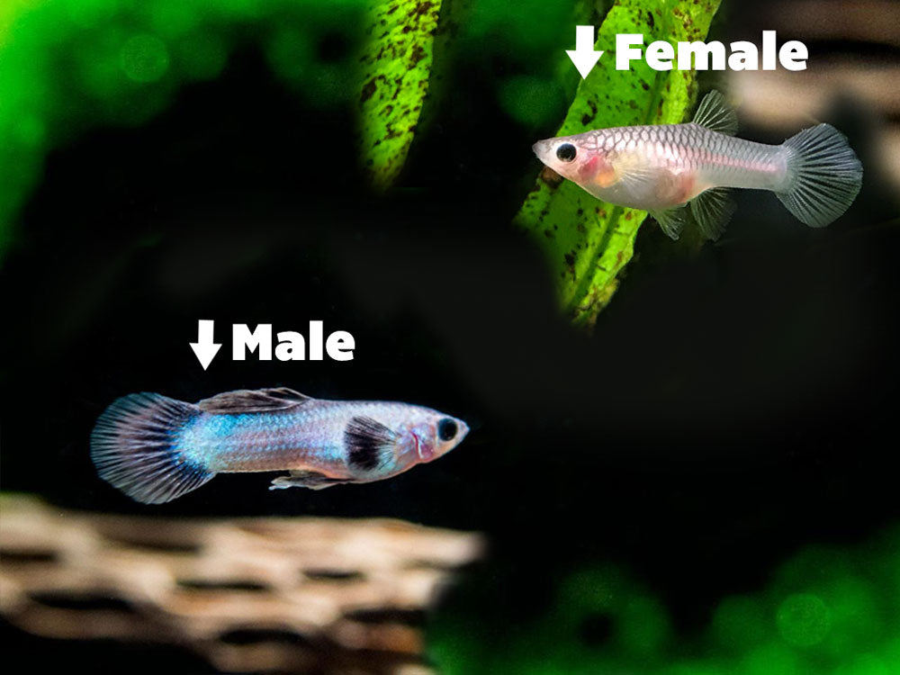 Dwarf Panda Guppy (Poecilia reticulata), Males/Females - Aquatic Arts