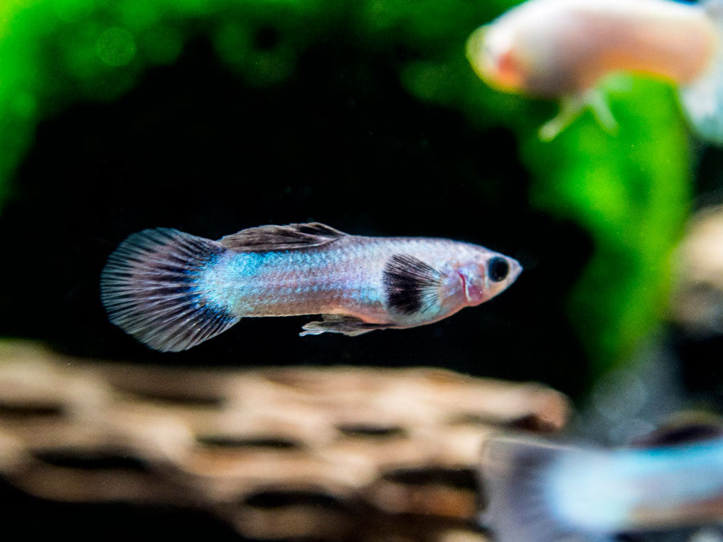 Dwarf Blue Panda Guppy - Aquatic Arts