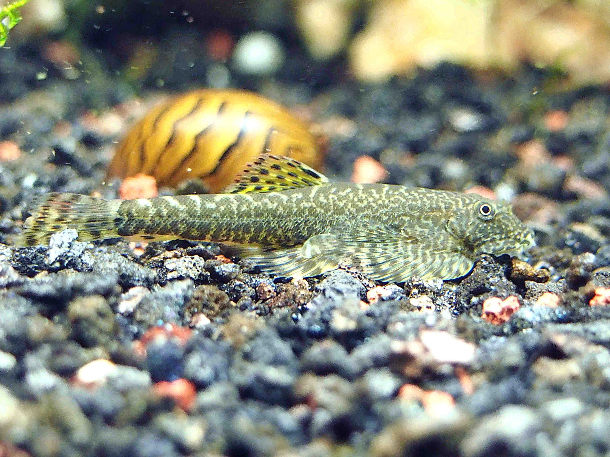 hillstream china zebra loach