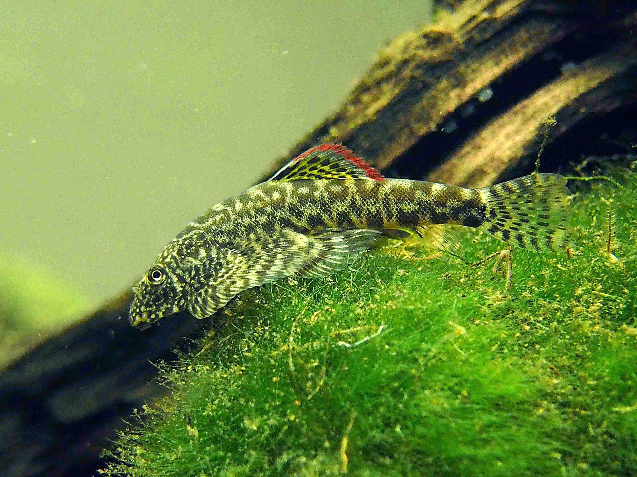 hillstream china zebra loach