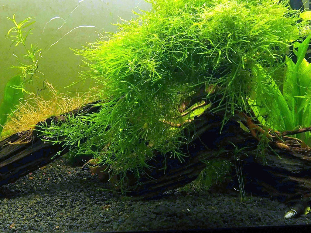 aquarium plants java fern