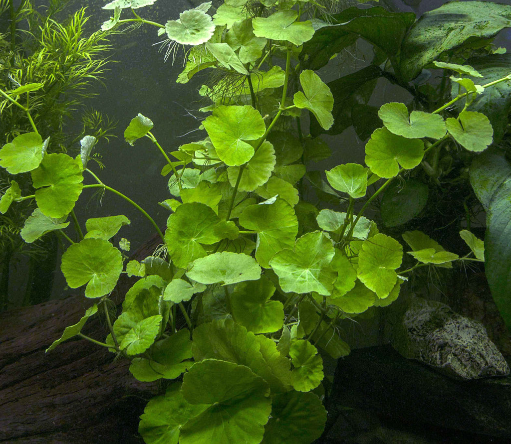 Brazilian Pennywort  Aquatic Arts