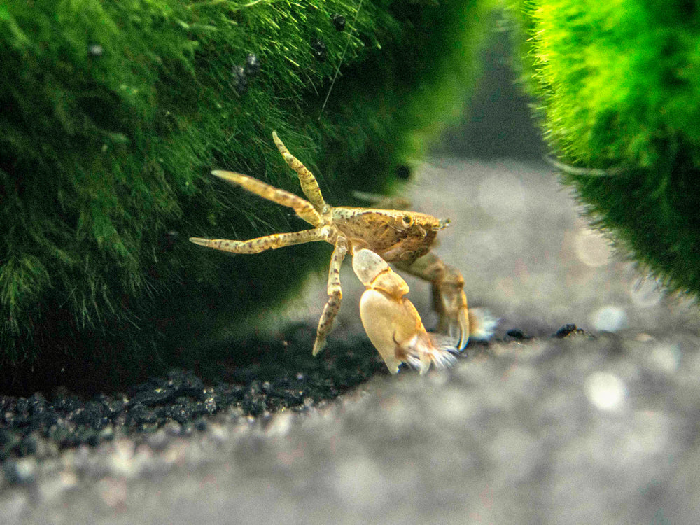 pompom crab