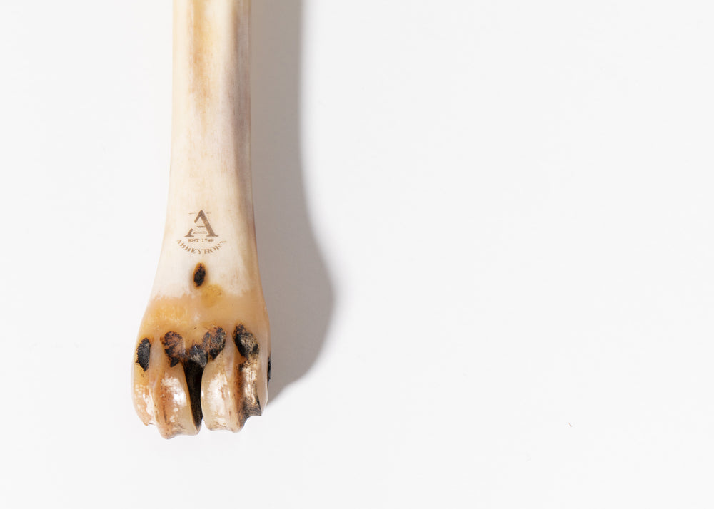 abbeyhorn deer polishing bone