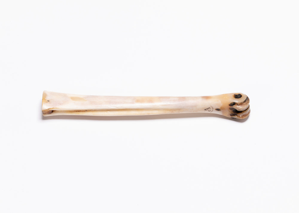 abbeyhorn deer polishing bone