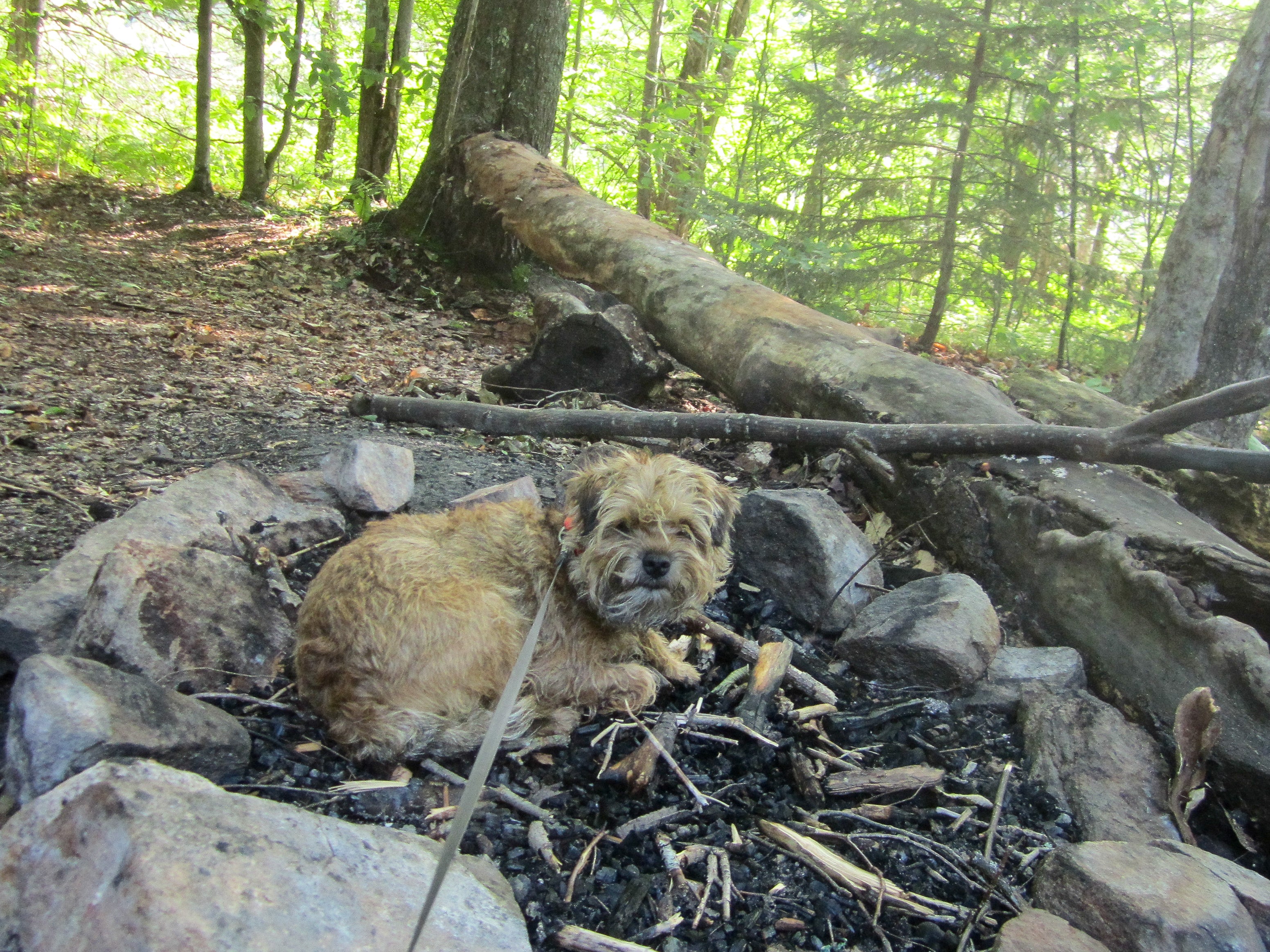 Reilly the dog sitting in an extinguished fire pit