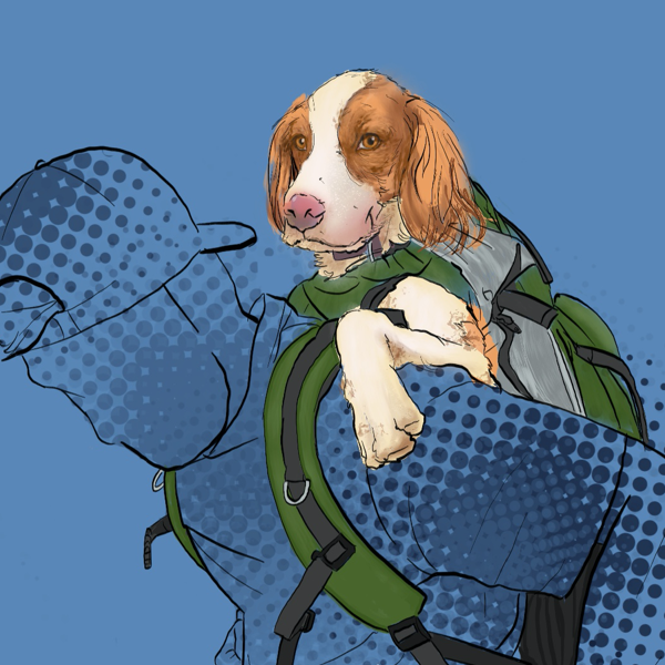 A dog enjoys a ride in a K9 Sport Sack backpack carrier