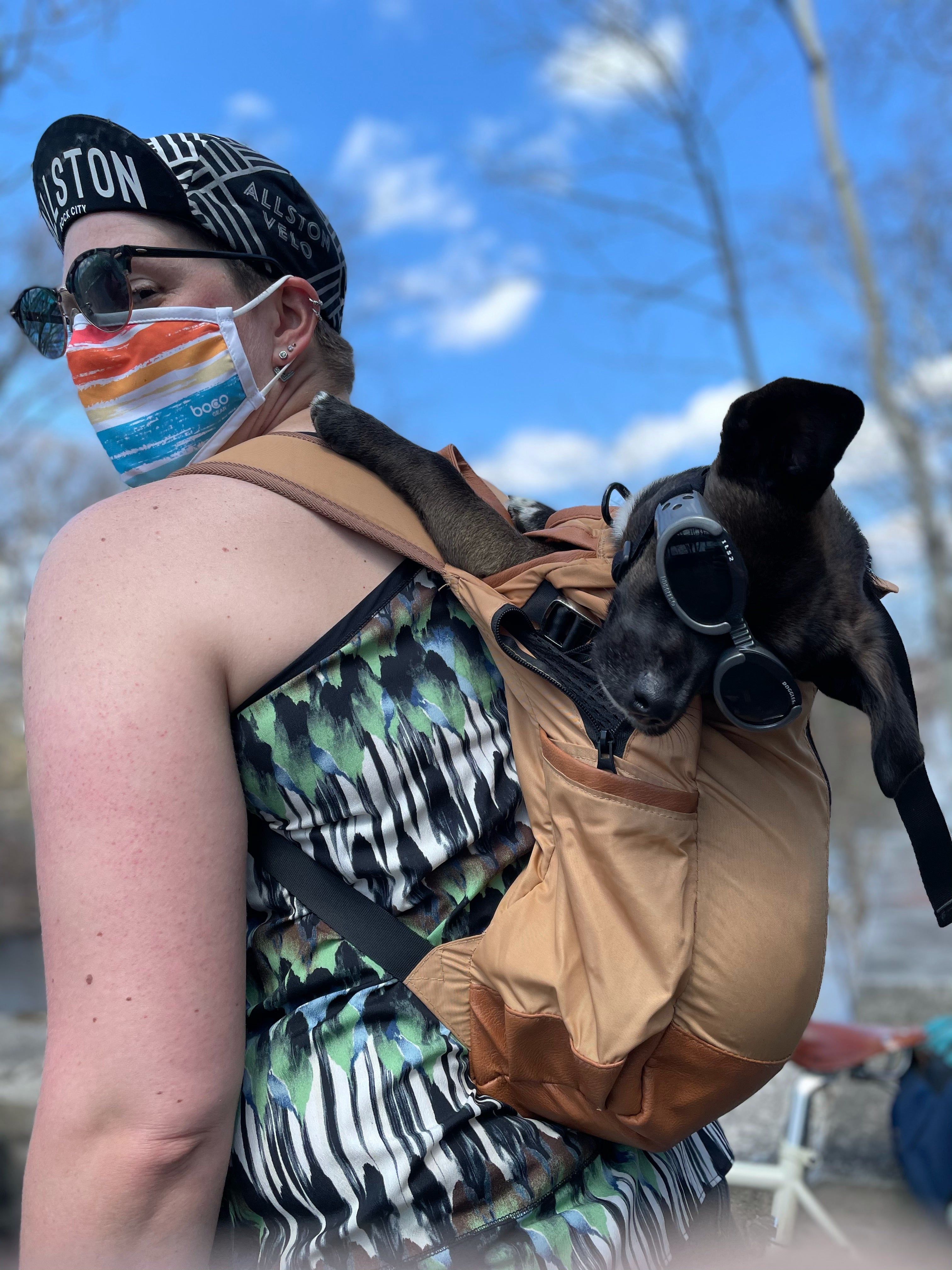 Watson chills in his owners K9 sport sack backpack carrier