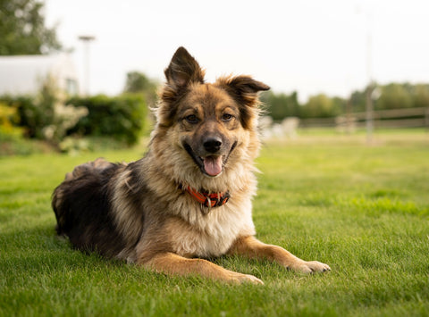 Natural Solutions For Dog Joint Health