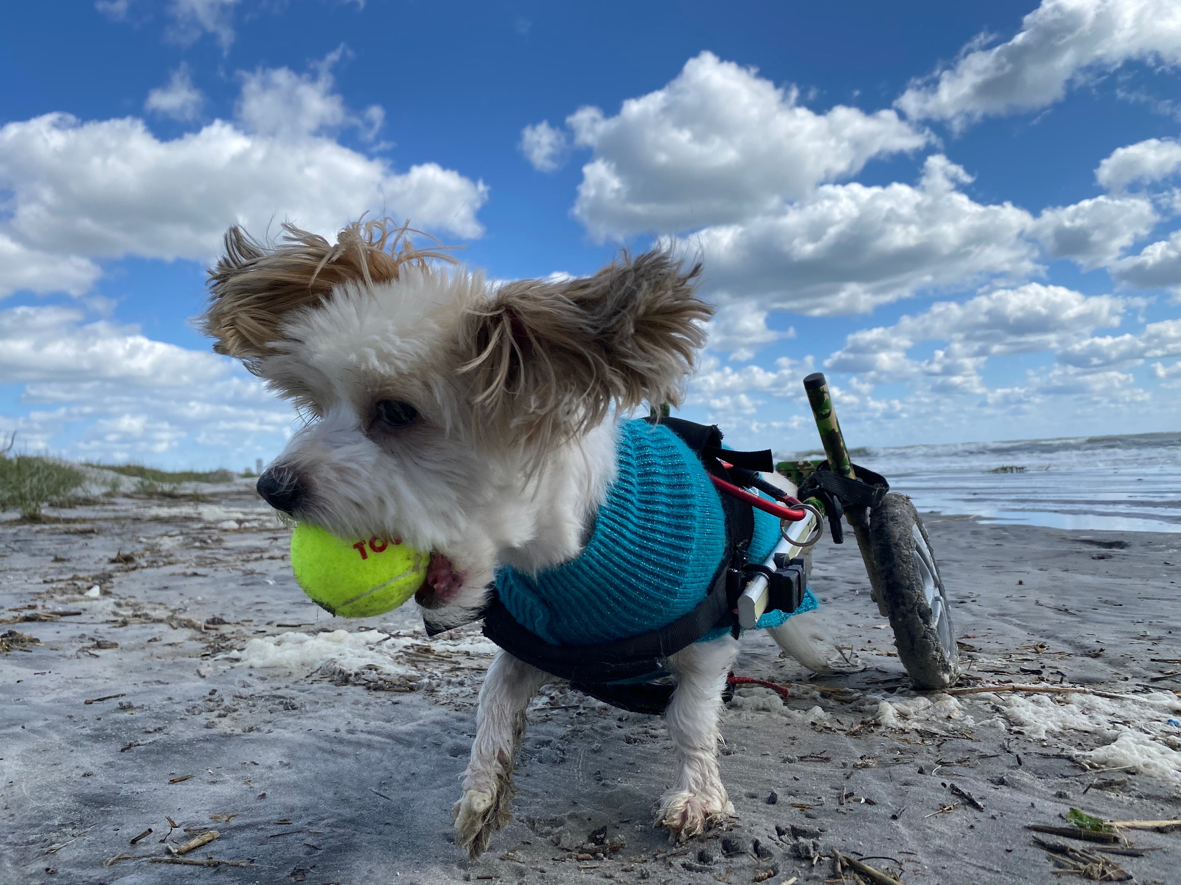 A special needs dog propped up on wheels to support its hind legs chases after a tennis ball near the ocean water