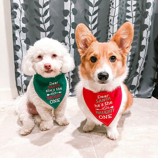 Two dogs with bibs and ready to eat