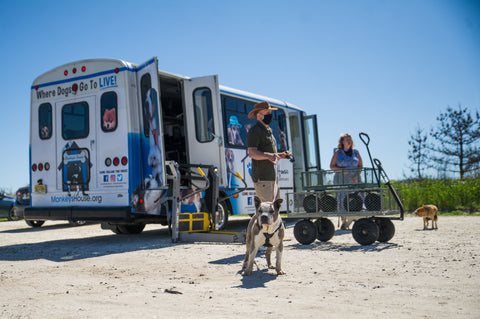 Waggin' One, the bus for hospice dogs is parked on the sandy beach of the Jersey Shore.