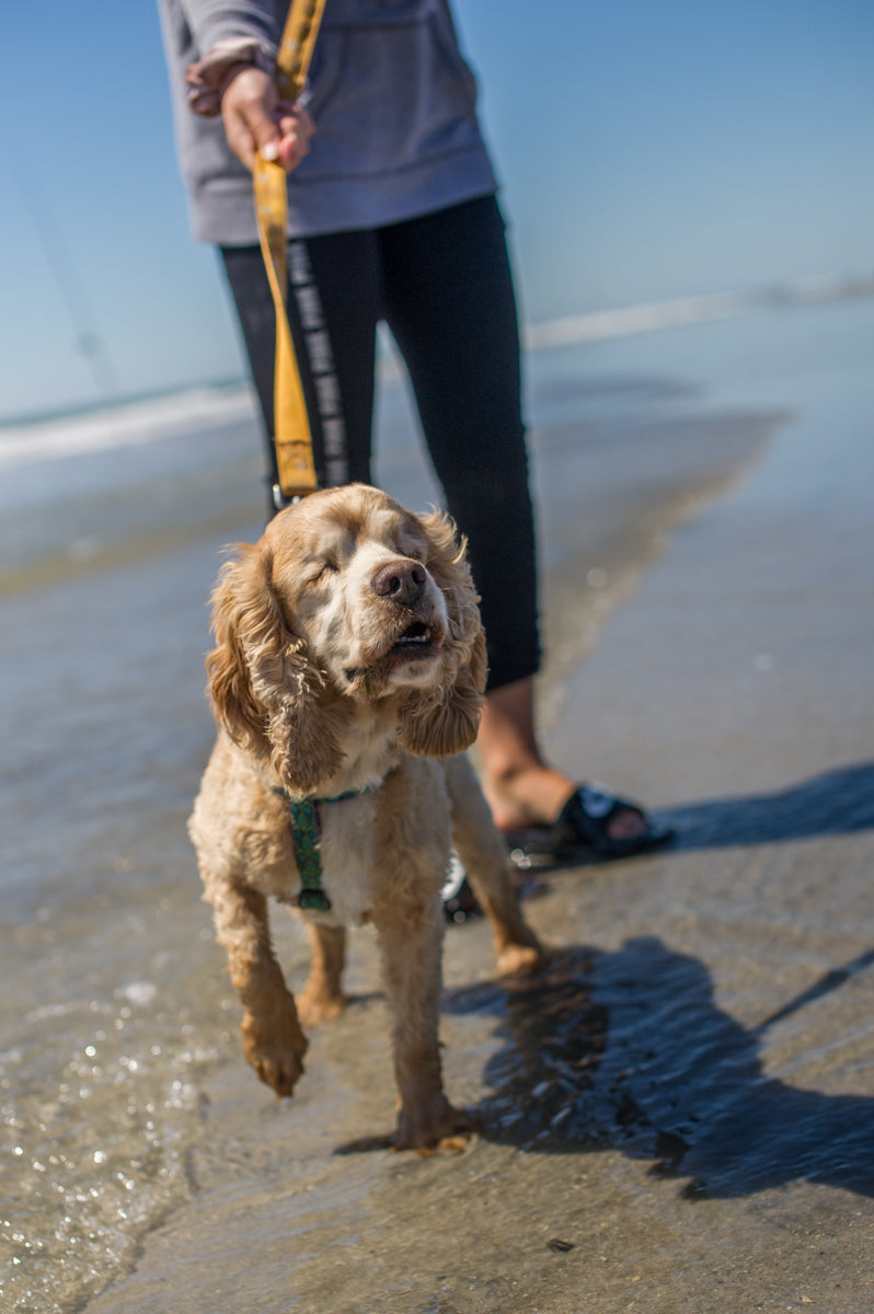 A blind cocker spaniel is led along the sandy beach on a leash by its owner