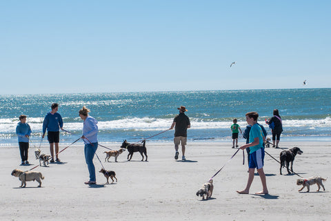 Many owners and their dogs on leashes walk and play along the beach