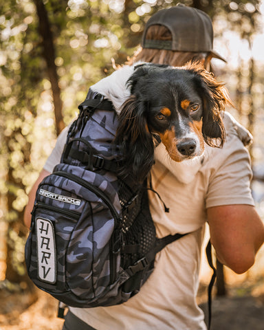  Safe and Fun Roadtrip With Your Dog