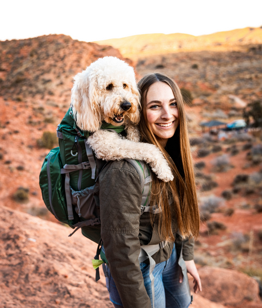 A golden doodle getting a break from a hike by riding in a K9 Sport Sack backpack carrier