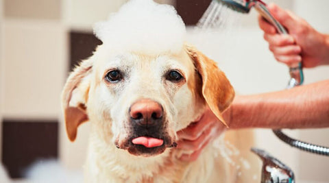 Pamper Your Dog in a Healthy Way