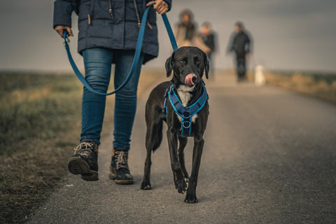 Dog Walking Tips