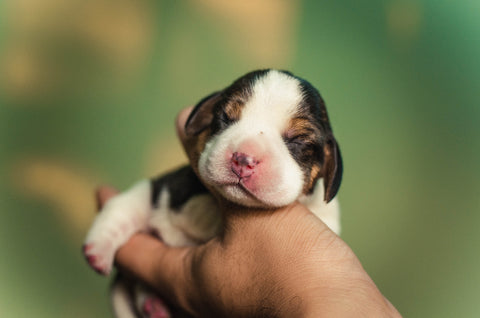 Newborn Puppies