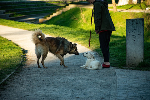 Forcing Dog Into Stressful Situations